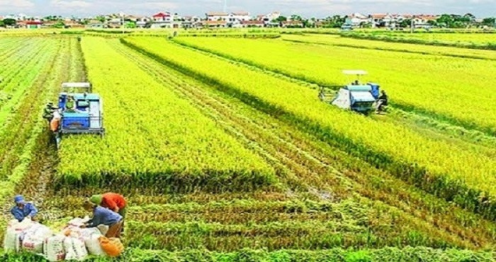 At present, large-scale concentrated agricultural production areas associated with processing and consumption have been established. At present, large-scale concentrated agricultural production areas associated with processing and consumption have been established.