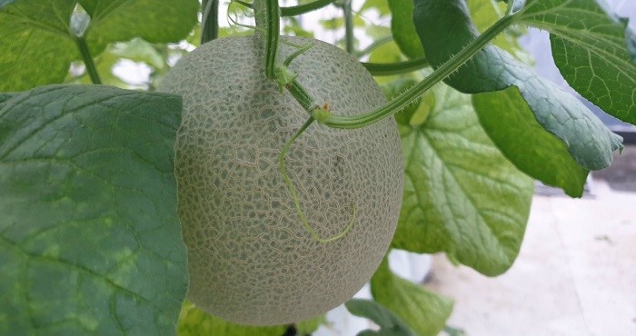 The province has 80 agricultural cooperatives applying high technology in production. The province has 80 agricultural cooperatives applying high technology in production.