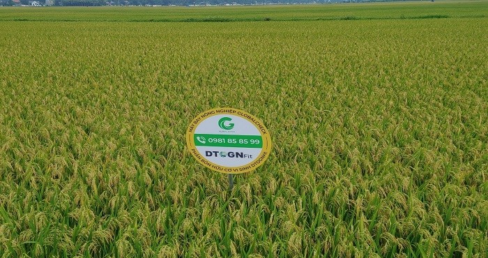 Sample field applying high technology in Quang Ngoc (Quang Xuong, Thanh Hoa). Sample field applying high technology in Quang Ngoc (Quang Xuong, Thanh Hoa).