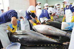 Dự báo tích cực về xuất khẩu cá ngừ Việt Nam sang Anh
