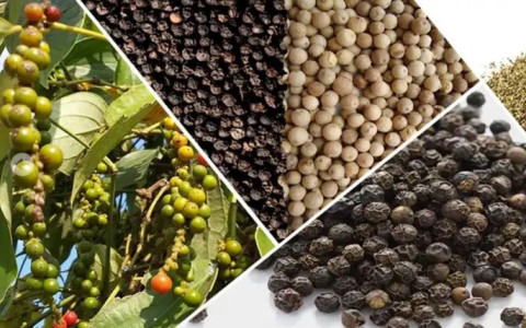 Vietnam continues to lead the world in pepper export and production.