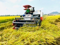 Xuất khẩu gạo 8 tháng trong nước đạt cao nhất từ trước đến nay
