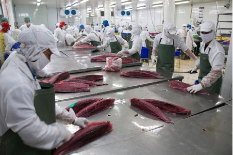 Positive outlook for tuna exports from Vietnam to the United Kingdom