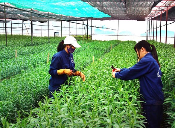 Danh mục các vùng sản xuất nông nghiệp chuyên canh tại TP Hà Nội