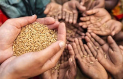 FAO tiếp tục đưa ra những lo ngại về tình hình lương thực và nông nghiệp toàn cầu