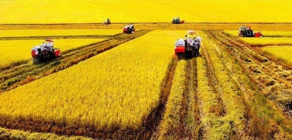 Rice granary of the Mekong Delta.