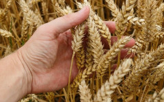 Nga: Tiếp tục củng cố vị thế là nhà xuất khẩu lúa mỳ số một trên thế giới