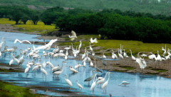 Đề cử Vườn Quốc gia Xuân Thủy thành Vườn Di sản ASEAN