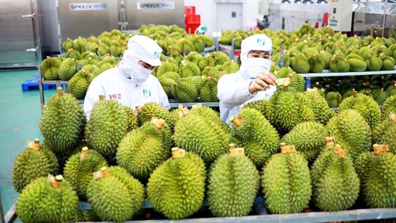 Durian exports to China increased by 121% in the first 6 months of the year