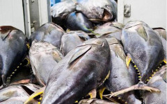 Xuất khẩu cá ngừ đạt mức cao nhất từ đầu năm
