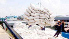 Giá gạo xuất khẩu của Việt Nam đang giảm nhưng vẫn ở mức cao