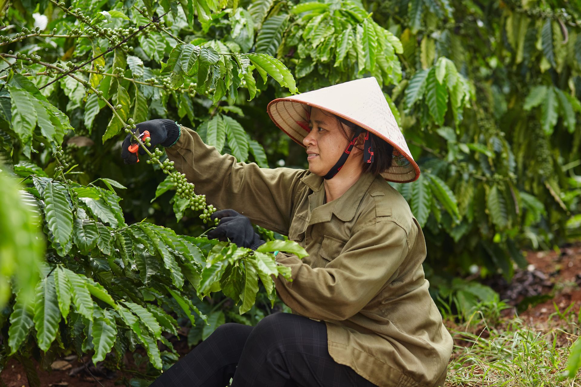 Kỹ thuật được chia sẻ trong chương trình Nescafé Plan giúp giảm 20% lượng phân bón mà vẫn đảm bảo năng suất cây cà phê.
