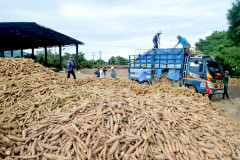 Xuất khẩu sắn và sản phẩm từ sắn sang thị trường Trung Quốc giảm