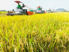 Xuất khẩu gạo đạt 3,66 tỷ USD, tăng 40,4% tính đến hết quý III/2023