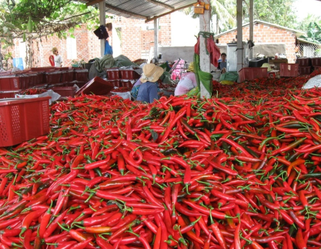 In the first eight months of the year, Vietnam exported 8,296 tonnes of chilli and earned over $15.7 million USD.