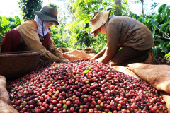 Tháng 9/2023, xuất khẩu cà phê trong nước giảm mạnh