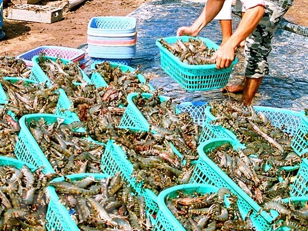 Ca Mau raw shrimp