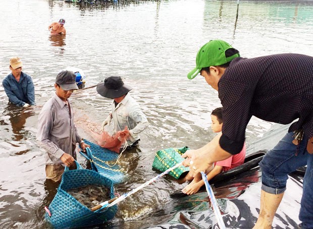 Harvesting shrimp.