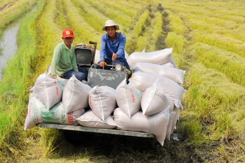 When rice prices rise, rice exporting companies must employ effective strategies.