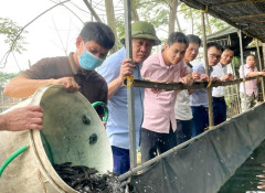Phú Thọ: Sản lượng nuôi trồng thủy sản ước đạt 30,2 nghìn tấn