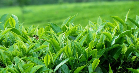 Vietnam's tea exports in the first nine months of 2023 totaled 82 thousand tonnes worth 140.8 million USD.