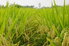 Công bố giống gạo đầu tiên trên thế giới có chỉ số đường huyết cực thấp