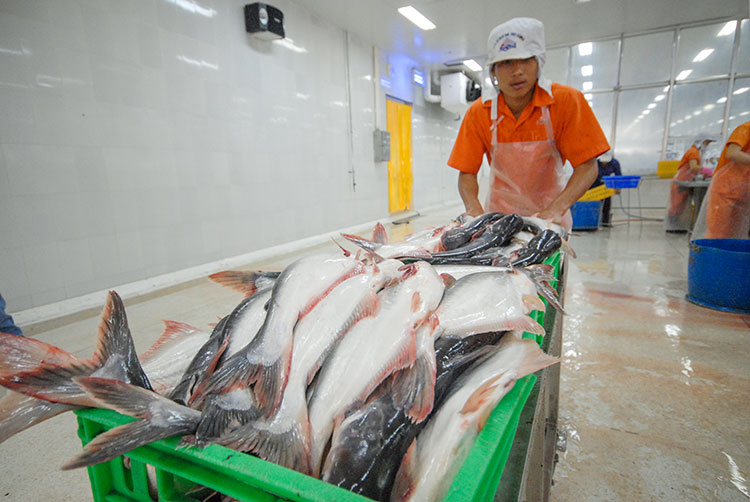 Xuất khẩu cá tra có tháng tăng trưởng dương đầu tiên kể từ đầu năm