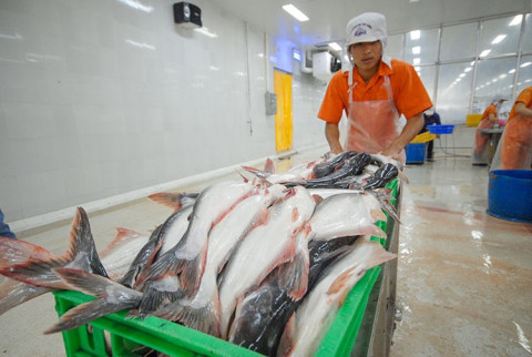 Since the beginning of the year, Pangasius exports recorded their first month of growth.