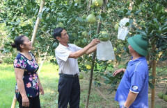 Phú Thọ: Phát triển bền vững các sản phẩm nông nghiệp chủ lực tại huyện Đoan Hùng