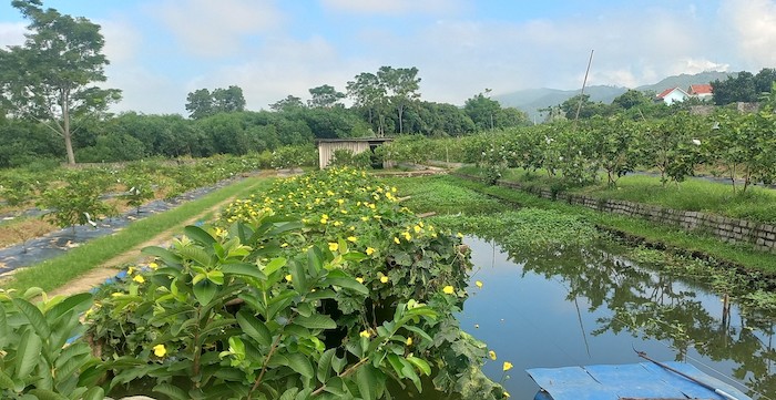 Từ nguồn vốn ngân sách địa phương uỷ thác, Ngân hàng CSXH thị xã Hoàng Mai đã cho gia đình anh Nguyễn Văn Thành, trú tại thôn 1, xã Quỳnh Vinh vay để đầu tư vườn mẫu chuẩn nông thôn mới