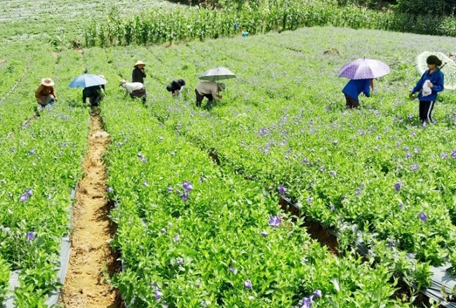 Cây dược liệu là một trong số cây trồng hàng hóa chủ lực của Lào Cai