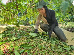 Lâm Đồng: Người trồng cà phê không nên thu hoạch khi quả còn xanh