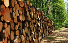 Quy định mới về tạm nhập, tái xuất gỗ tròn, gỗ xẻ rừng tự nhiên từ Lào và Campuchia