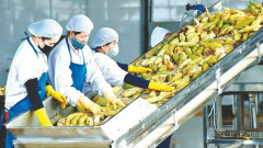 UAE - thị trường xuất khẩu rất tiềm năng cho nông sản Việt
