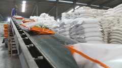 Đến 15/11, xuất khẩu gạo Việt Nam đã vượt cả năm 2022