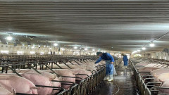 Nông dân Hà Tĩnh lo ngại khi giá lợn hơi giảm sâu