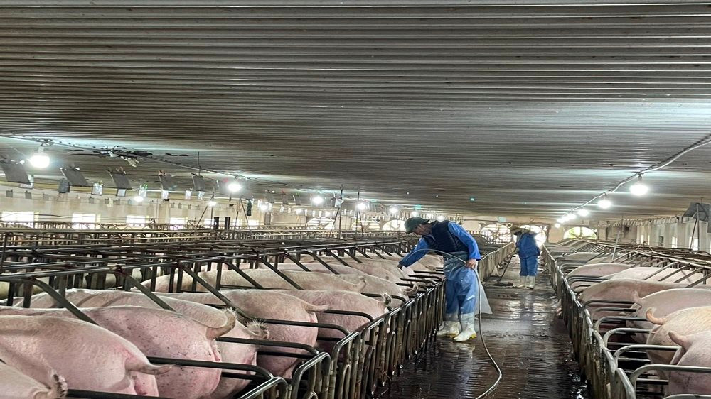 Nông dân Hà Tĩnh quan ngại khi giá lợn hơi giảm sâu