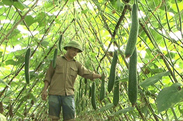 Mô hình trồng bí của người dân xã Tràng Sơn mang lại hiệu quả kinh tế
