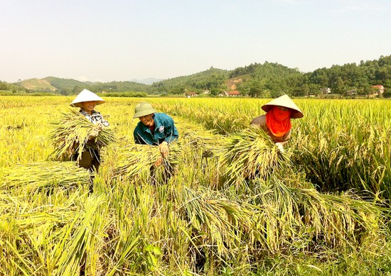 Nhờ nguồn vốn chính sách mà nhiều hộ dân tại huyện Thanh Sơn đầu tư trồng lúa chất lượng cao, mang lại hiệu quả kinh tế cao