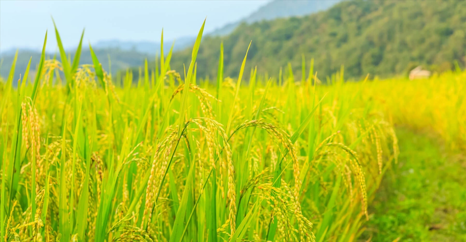 Chính thức thành lập Hiệp hội Ngành hàng lúa gạo Việt Nam