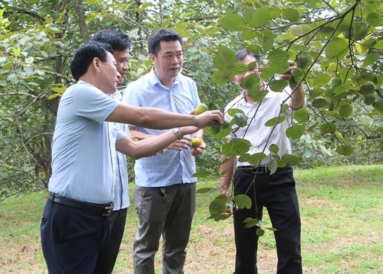 The supply chain of Gia Thanh persimmons (Gia Thanh commune, Phu Ninh district) is safe.