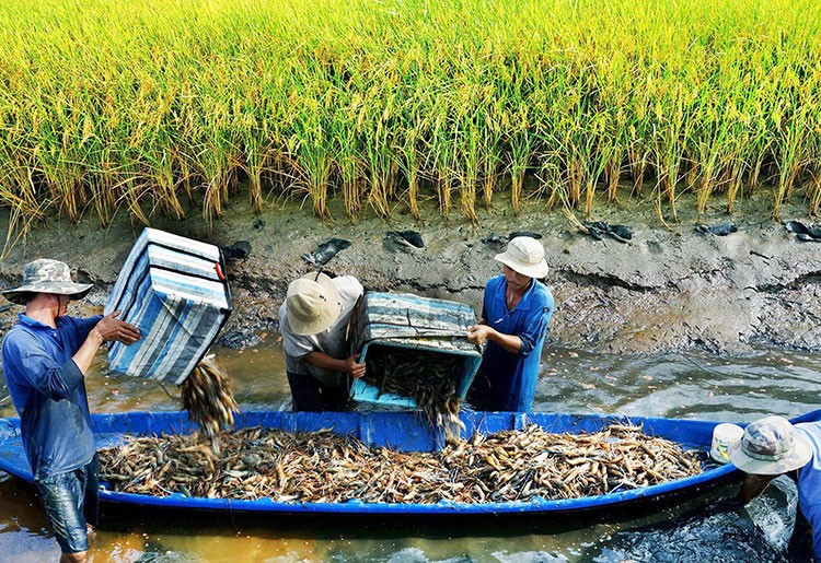 Ca Mau promotes the development of ecological and organic shrimp farming such as shrimp-rice, shrimp-forest...