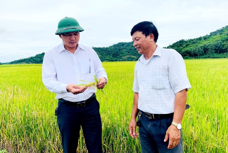 Ông Nguyễn Văn Sanh (không đội mũ) cùng ông Nguyễn Văn Đông - Phó chủ tịch UBND huyện Krông Ana thăm cánh đồng lúa cao sản của HTX Dịch vụ và Nông nghiệp Thanh Bình.
