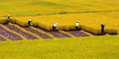 Đề án 1 triệu ha chuyên canh lúa chất lượng cao gắn với tăn trưởng xanh