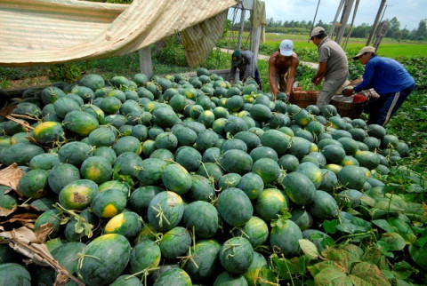 Official export of new Vietnamese fruit to China