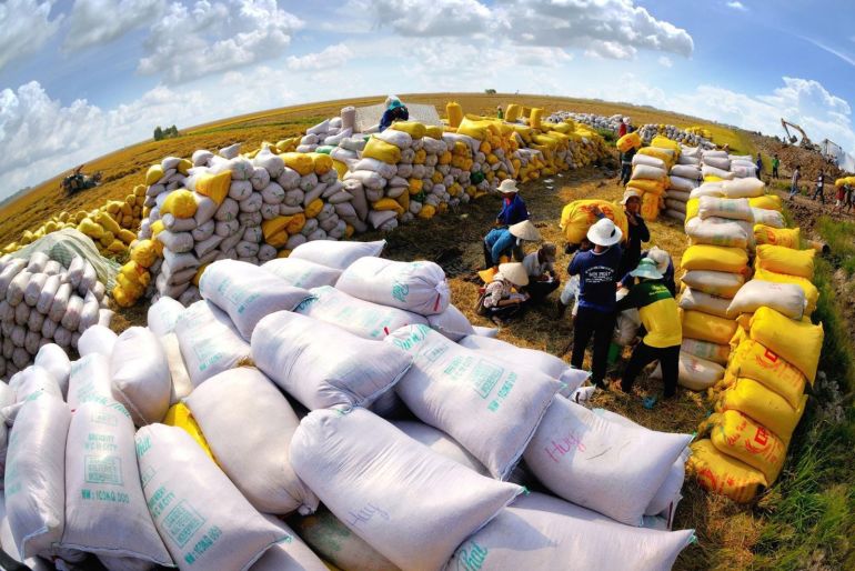 Harvesting rice in the Mekong Delta