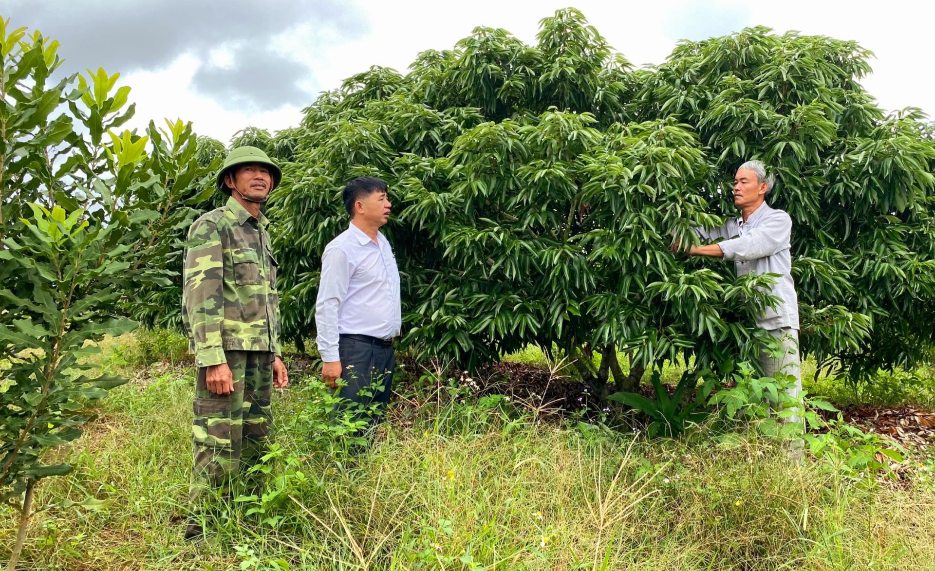 Mr. Nguyen Van Dao (alone) and representatives of the Ea Sar Farmers' Union, in the Ea Kar area, share their gardening experiences with longan trees