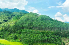 Lần đầu tiên Việt Nam chính thức bán được 10,3 triệu tín chỉ carbon rừng