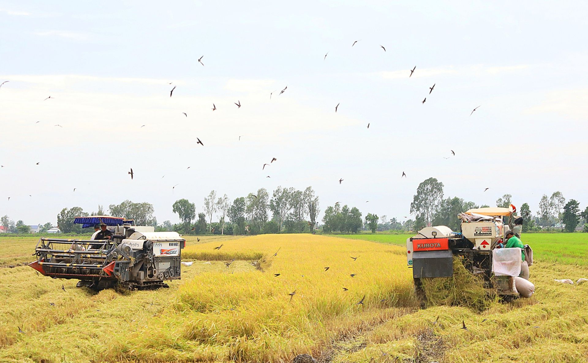 Thu hoạch lúa trong mô hình Cánh Đồng Lớn tại huyện Cờ Đỏ.