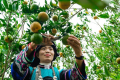 Người dân Lào Cai tập trung phát triển bền vững cây quýt đặc sản
